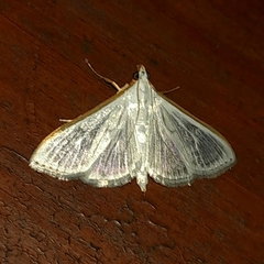 Palpita