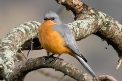 Melaenornis semipartitus