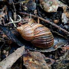 Plectostylus araucanus