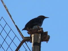 Sturnus unicolor