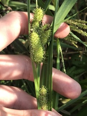 Carex frankii