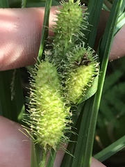 Carex frankii