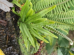 Polypodiaceae