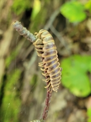 Arthrophaga myriapodina