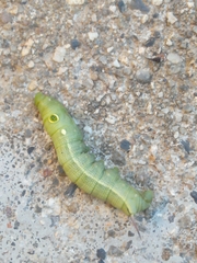 Hippotion celerio