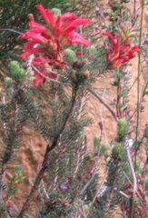Erica abietina