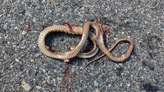 Thamnophis sirtalis pallidulus