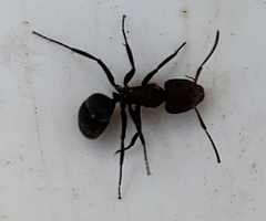 Camponotus planatus