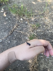 Tenebrio molitor