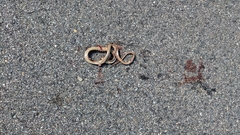 Thamnophis sirtalis pallidulus