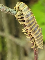 Arthrophaga myriapodina