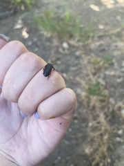 Tenebrio molitor