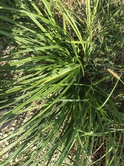 Carex frankii
