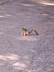Sciurus niger rufiventer