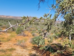 Vachellia erioloba