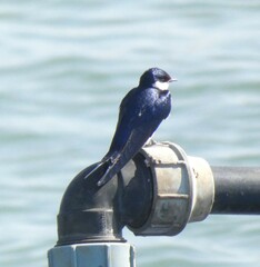 Hirundo albigularis