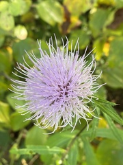 Cirsium altissimum