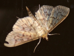 Herpetogramma pertextalis