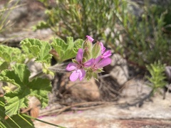 Pelargonium capitatum