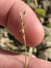 Sporobolus vaginiflorus