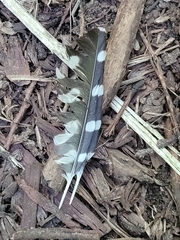 Dryobates pubescens