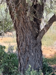 Vachellia erioloba