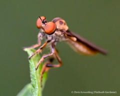 Holcocephala