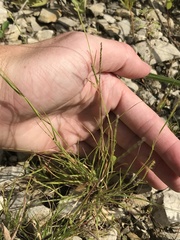 Sporobolus vaginiflorus