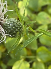 Cirsium altissimum