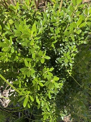 Ilex crenata