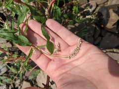 Persicaria pensylvanica
