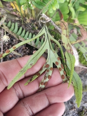 Polypodiaceae
