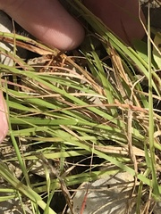 Sporobolus vaginiflorus