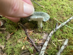 Russula crustosa