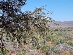 Vachellia erioloba