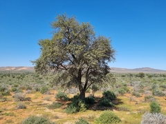 Vachellia erioloba