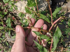 Persicaria pensylvanica