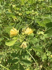 Senna obtusifolia