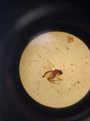 Phoridae