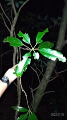 Daphniphyllum oldhami