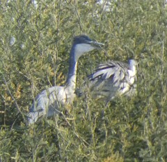 Ardea melanocephala