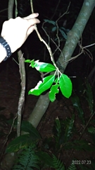 Daphniphyllum oldhami