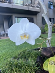 Phalaenopsis