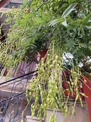 Styphnolobium japonicum
