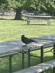Corvus