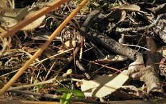 Psammodromus algirus