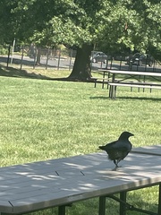 Corvus