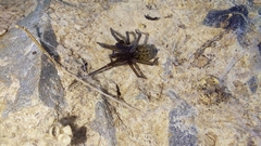 Phyxelididae