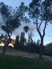 Pinus pinea