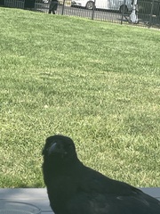 Corvus